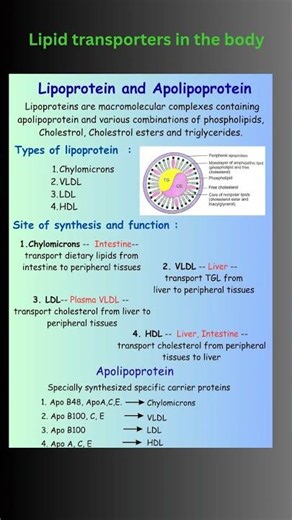 Lipoprotein and Apolipoprotein and its site of synthesis