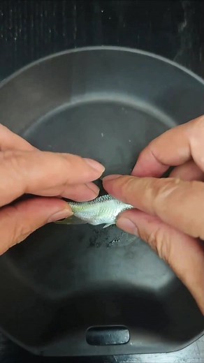 Hand-Breeding Fish to Cross Dams: A Conservation Effort