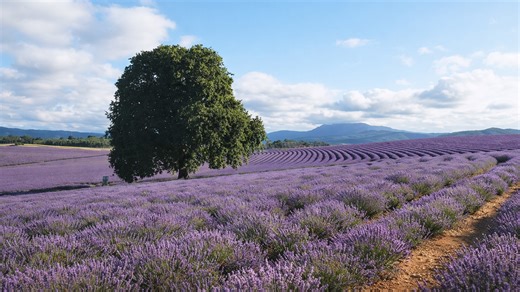 Cánh đồng hoa oải hương tím nổi bật giữa vùng nông nghiệp Tasmania