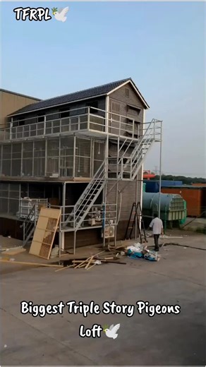 Discover the Biggest Triple Story Pigeon Loft