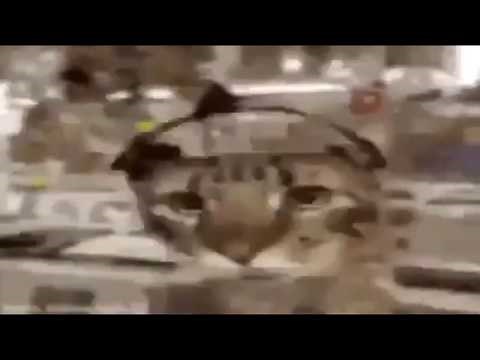 Cat with headphone meme