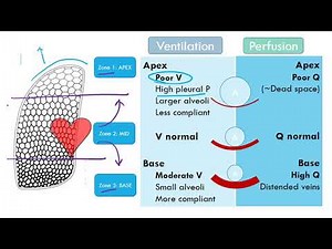 Ventilation Perfusion Video