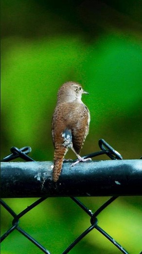 Can You Spot 3 Differences Between a House and a Carolina Wren?
