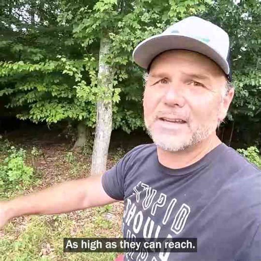 Moving 55 Cows Across The Road!