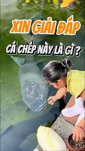 Cá Chép | Nuôi Trong Hồ Xi Măng Ngoài Trời - Nuôi cá dưỡng tâm