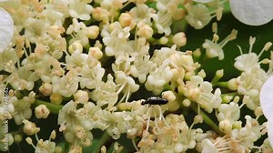 The flowers of Viburnum opulus, commonly called the guelder-rose