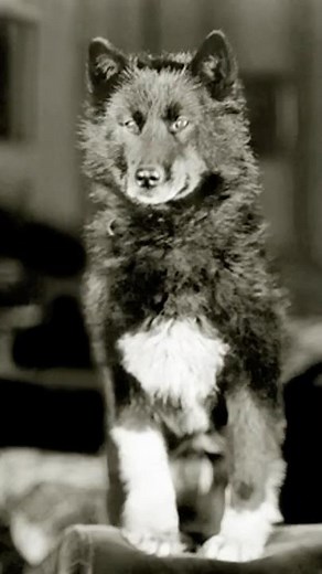 Balto: The Dog Who Defied Death to Save a Town #shorts #motivation