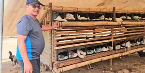 Practical Farming: Old Containers For Egg Nest & Ad Libitum Feeding! Facilities for breeding and raising Free-Range Chicken need not be fancy or expensive. In establishing breeding yards, a simple roosting shed and egg-laying nests would suffice. The breeding yard could be enclosed with fishing nets to confine the chicken but this would not be needed if the farm is far from the other farm lots. Since laying hens need a lot of protein, it is best to make feeds available to them at all times. We c