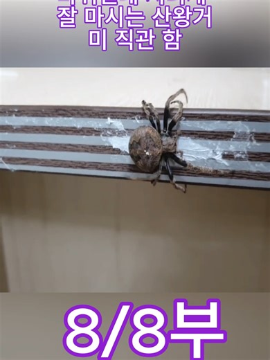 바퀴벌레 지리게 잘 마시는 산왕거미 직관 함