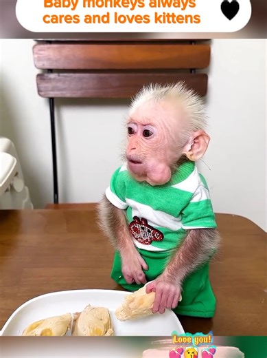 Baby Monkeys Caring for Kittens