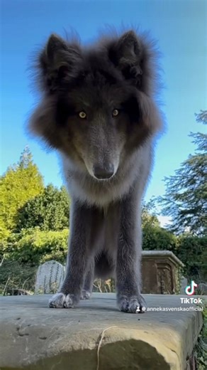 26K views · 1.9K reactions | What a blue wolfdog is  #bluewolfdog #bluewolf #wolf #wolfdog #dogbreed | Anneka Svenska | Facebook