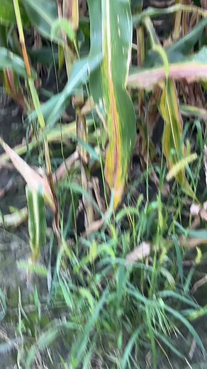 ANGRY GRANDMA CORN MAZE! 🌽👵🏼😂 #fyp #halloween #cornmaze #foryourpage #angrygrandma #comedy #hilarious #trending #viral #bestof #trynottolaughtiktoktv #aha #laugh #theangrygrandma #makethisviral