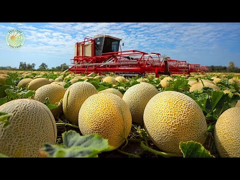 How Japanese Farmers Harvest Expensive Melons – Amazing Japanese Melon Farming