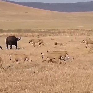 The lions surrounded and attacked the buffalo | Soul