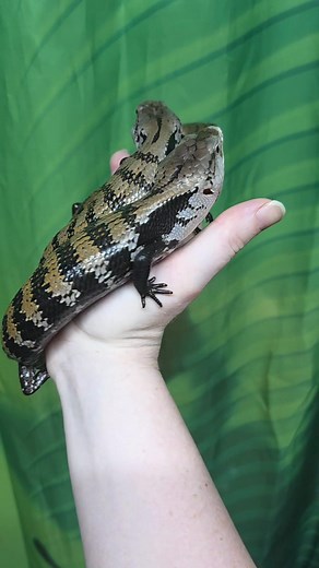 💙💙💙💙💙💙💙💙💙💙💙💙💙💙💙 We havent had baby blue tongue skinks in for a while so we are excited to have these little cities back in store💙 Blue tongue skinks make incredible pets. Thry are friendly and very handleable. Feeding on a varied diet of insects, fruits, veggies and omnigold mix. We recommend a minimum 4x2x2 for our babies with an upgrade to 6x2x2 for an adult with thermostatically controlled overhead heating and pro t5 uvb. 🐍🐢🐸🐛🪲🕷🐌🦗🐍🐢🐸🐛🐜🪲🕷🐌🦗 🐢 Lincoln reptiles 
