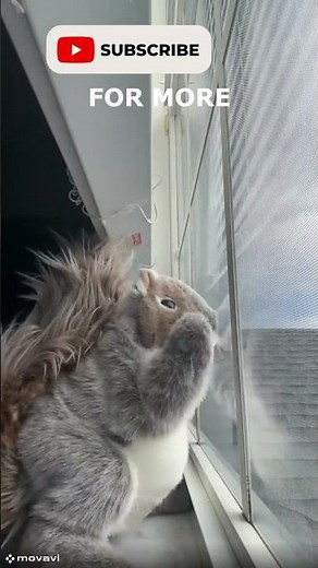 “Dancing Squirrel Puppet 😂🕺”