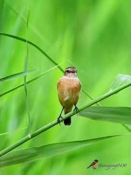 黑喉石䳭 Siberian Stonechat #birds #birdingparadise #wildlife #nature #birdphotography #birdwatching