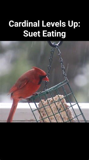 Caridnal levels up: suet eating! #birdwatching #cardinals #birdfeeder