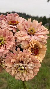 Every season, I face my share of flower-growing flops—neglect, bad timing, or just plain bad luck. But there’s one flower that never lets me down: zinnias. Want to grow them like a pro? Here are some tips: 🌱 Sow directly into the ground Zinnias germinate so easily that you don’t need to bother with fancy setups. Short on time or equipment? Toss those seeds straight into your garden soil. While I love seed starting (maybe a little too much), plenty of farmers skip it with zinnias and still get i
