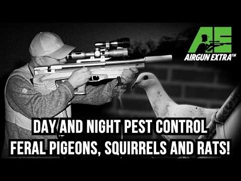 Airgun Extra | DNT Zulus 4K feral pigeon, squirrel and rat shooting | BRK Ranger XR2 airgun review