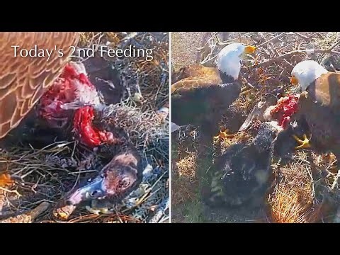 #251🦅E26🐥38°／SWFL Bald Eagle Nest 2025-2026／F23💗M15／Powerd by Southwest Florida Eagle Cam