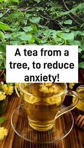 Feeling stressed and anxious? You can make a tea from the Linden Tree (aka Lime tree) that helps calm you and reduce stress and anxiety. Its beautiful flowers can be used to make Linden tea, known for its calming properties as well as being good for the digestive and immune systems! The tea is sold in health food shops and is more popular in mainland Europe than the UK, but in June you can grab some for free from this beautiful tree! You can even dry the flowers and use them over the coming mont