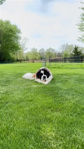 Adorable Saint Bernard Puppy Moments