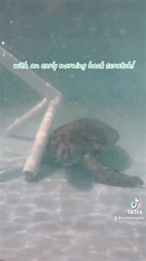 Maddie, a juvenile green sea turtle scratching her shell on an EED environmental enric #turtle