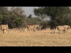 Nsefu Pride of 13 Lions on the Move | South Luangwa Safari