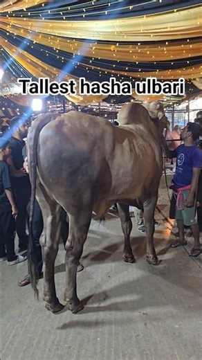Tallest hasha ulbari. #shorts #facts #trending