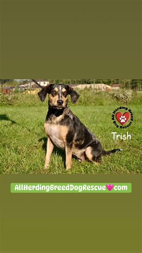 All Herding Breed Dog Rescue of Illinois on Reels