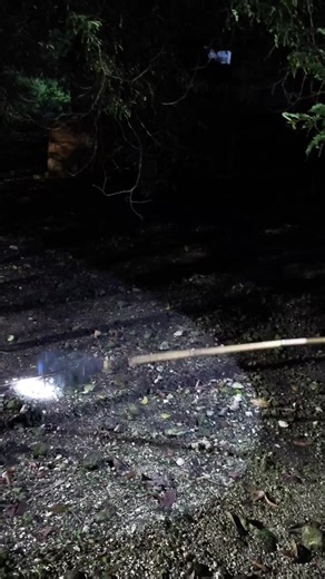 Perkutut Gacor Lokal: Tips & Trik Burung Berkicau