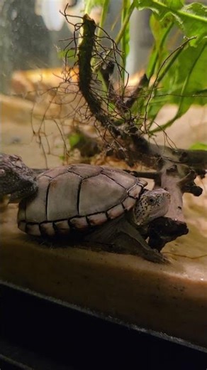 Fish Cleaning Turtle Shell