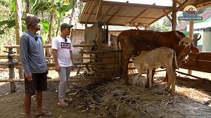 anak sapi baru kandang mbah muji setia farm | SETIA FARM