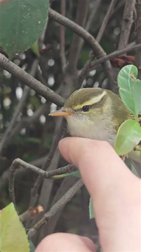 Wild Bird Rescue in Heat | Amazing Moment at Jillani Nursery Farm #naturelovers #birdlife