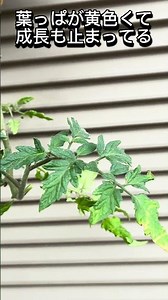 リベンジ逆さトマト栽培2週間後 今年も失敗？ #家庭菜園 #夏野菜 #ペットボトル #簡単 ベランダ