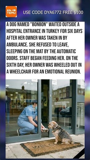 Dog Waits At Hospital