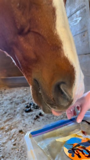 34 reactions | The TxTRC herd has been hard at work with Christmas crafting, and they have created stunning one-of-kind ornaments that you can’t find anywhere else. Every purchase goes directly to the herd’s Christmas dinner fund (aka weekly hay delivery). Whose ornament(s) will you be buying? They are just $20. We can invoice you or you can pay with cash, check, or Zelle! | Texas Therapeutic Riding Center | Facebook