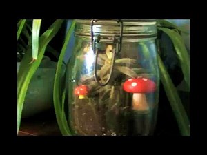 DIY Terrariums, Threadbanger