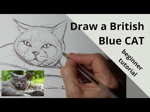 How to Draw a British Shorthair Cat - easy step by step beginner tutorial, front face view with paws
