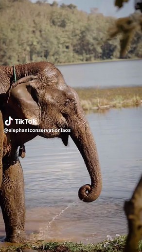 Experience Ethical Elephant Encounters in Laos