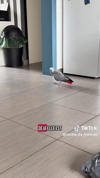 Des nouvelles de Jackie 🤕❤️#perroquet