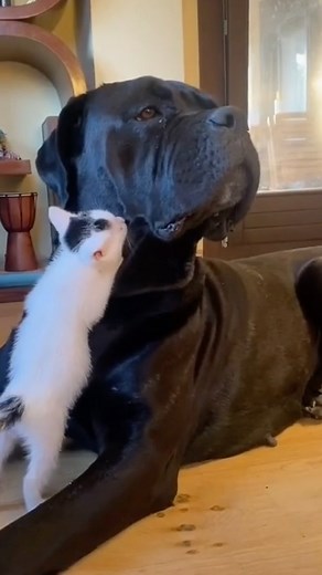 Pubity on Instagram: "He’s a gentle giant 🥰 (@pushokkingdom via @collab)"