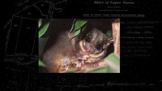 Logging company using 'zombie' permit from 1977 to log endangered possum habitat