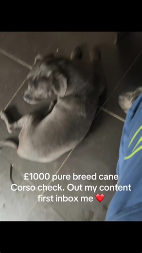 £1000 Purebred Cane Corso Overview and Information