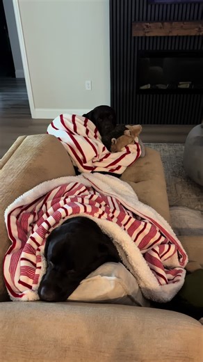 Chocolate Labrador Dogs Using Blankets for Comfort