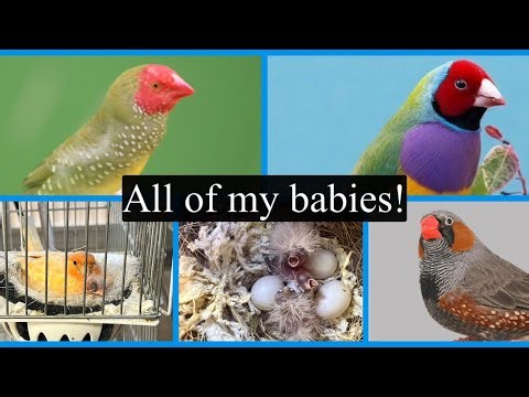 35 chicks, 8 different species. What a Wild spring breeding finches!!