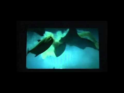 Manta Ray Birth