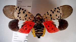 Illinois' ‘Most Unwanted' Bug: Why You Should Kill the Spotted Lanternfly on Sight, According to Officials