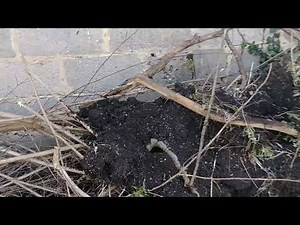 How to use tree branches to make more compost
